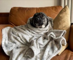 Rosa a black and brown rescue dog | 1 dog at a time rescue UK