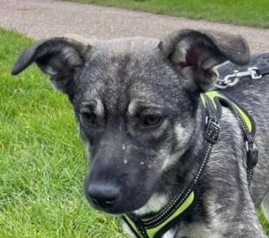 Rosa a black and brown rescue dog | 1 dog at a time rescue UK