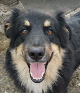 Woody a black and tan Romanian rescue dog | 1 Dog at a Time Rescue UK