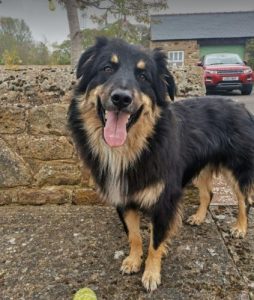 Woody a black and tan Romanian rescue dog | 1 Dog at a Time Rescue UK