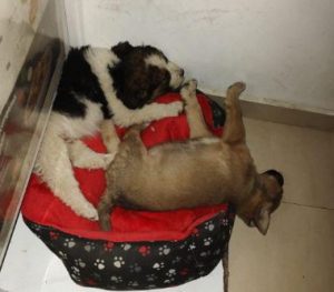 Annie a tan rescue dog | 1 dog at a time rescue UK