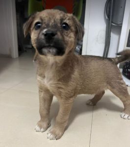 Annie a tan rescue dog | 1 dog at a time rescue UK