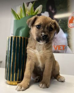 Annie a tan rescue dog | 1 dog at a time rescue UK