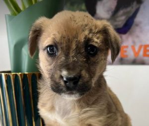 Annie a tan rescue dog | 1 dog at a time rescue UK