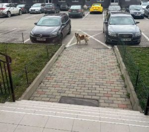 Annie a tan rescue dog | 1 dog at a time rescue UK