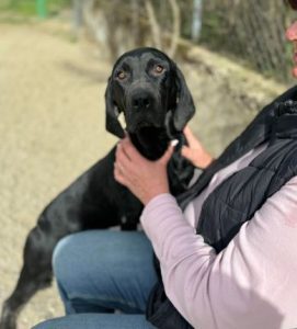 Millie a black rescue dog | 1 dog at a time rescue UK