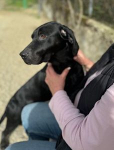 Millie a black rescue dog | 1 dog at a time rescue UK