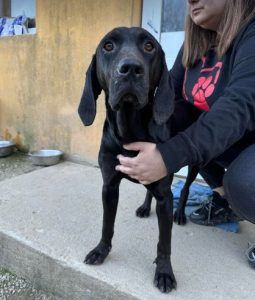 Millie a black rescue dog | 1 dog at a time rescue UK