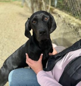 Millie a black rescue dog | 1 dog at a time rescue UK