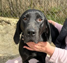 Millie a black rescue dog 7_1 dog at a time rescue UK Millie a black rescue dog | 1 dog at a time rescue UK