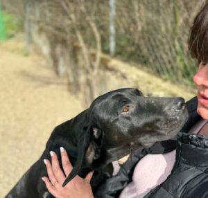 Millie a black rescue dog | 1 dog at a time rescue UK