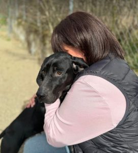 Millie a black rescue dog | 1 dog at a time rescue UK