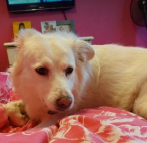 Miruna a white rescue dog | 1 dog at a time rescue UK