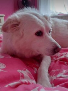 Miruna a white rescue dog | 1 dog at a time rescue UK