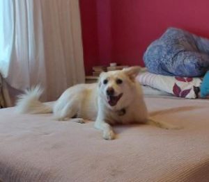 Miruna a white rescue dog | 1 dog at a time rescue UK