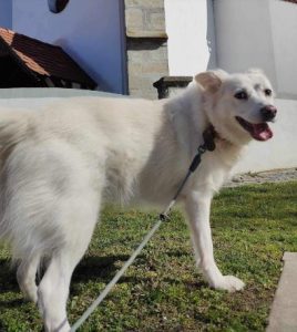Miruna a white rescue dog | 1 dog at a time rescue UK
