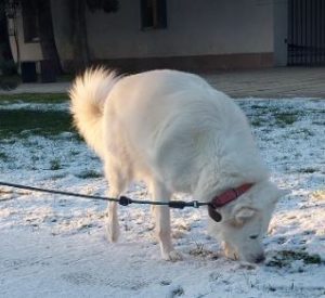 Miruna a white rescue dog | 1 dog at a time rescue UK