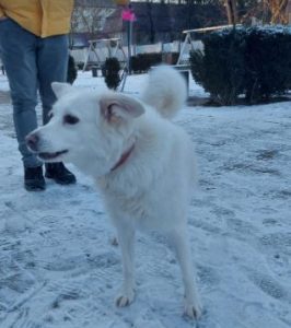 Miruna a white rescue dog | 1 dog at a time rescue UK