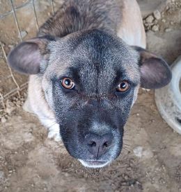 Tula a tan rescue dog | 1 dog at a time rescue UK