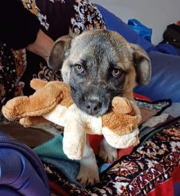 Tula a tan rescue dog | 1 dog at a time rescue UK