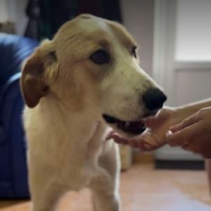 Archie a cream rescue dog | 1 dog at a time rescue UK