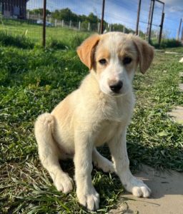 Archie a cream rescue dog | 1 dog at a time rescue UK