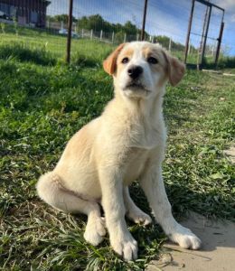 Archie a cream rescue dog | 1 dog at a time rescue UK