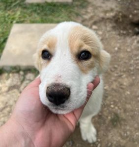 Archie a cream rescue dog | 1 dog at a time rescue UK