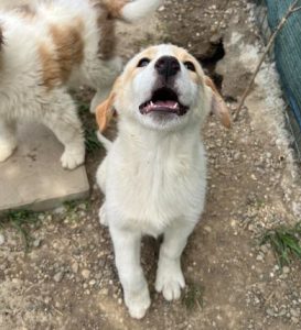 Archie a cream rescue dog | 1 dog at a time rescue UK