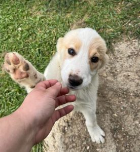 Archie a cream rescue dog | 1 dog at a time rescue UK