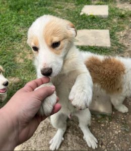 Archie a cream rescue dog | 1 dog at a time rescue UK