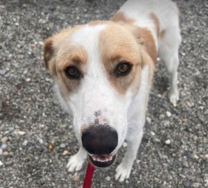 Archie a cream rescue dog | 1 dog at a time rescue UK