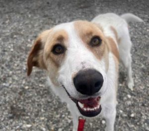 Archie a cream rescue dog | 1 dog at a time rescue UK