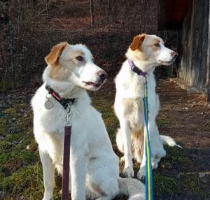 Archie a cream rescue dog | 1 dog at a time rescue UK