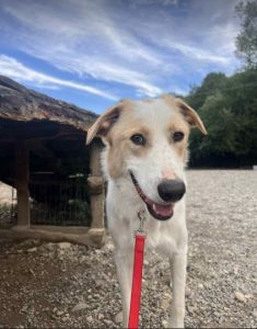 Archie a cream rescue dog | 1 dog at a time rescue UK