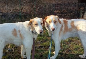 Archie a cream rescue dog | 1 dog at a time rescue UK