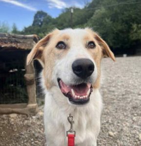Archie a cream rescue dog | 1 dog at a time rescue UK