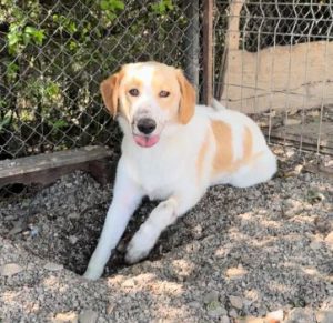 Archie a cream rescue dog | 1 dog at a time rescue UK