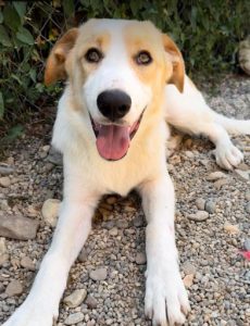 Archie a cream rescue dog | 1 dog at a time rescue UK