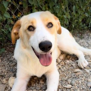 Archie a cream rescue dog | 1 dog at a time rescue UK