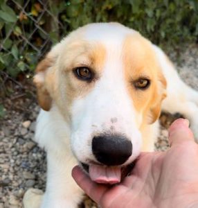 Archie a cream rescue dog | 1 dog at a time rescue UK