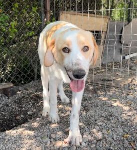 Archie a cream rescue dog | 1 dog at a time rescue UK