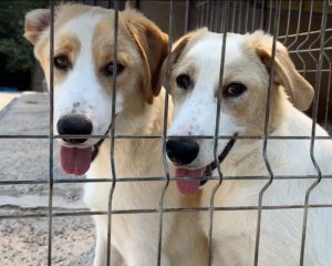 Archie a cream rescue dog | 1 dog at a time rescue UK