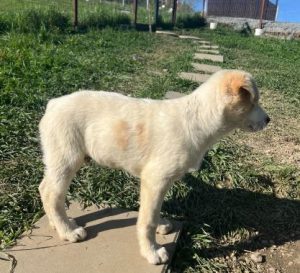 Asher a cream rescue dog | 1 dog at a time rescue UK