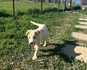 Asher a cream rescue dog | 1 dog at a time rescue UK