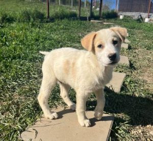 Asher a cream rescue dog | 1 dog at a time rescue UK