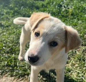 Asher a cream rescue dog | 1 dog at a time rescue UK