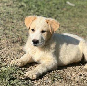 Asher a cream rescue dog | 1 dog at a time rescue UK