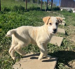 Asher a cream rescue dog | 1 dog at a time rescue UK