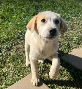 Asher a cream rescue dog | 1 dog at a time rescue UK